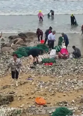 广东汕尾台风后海鲜上岸