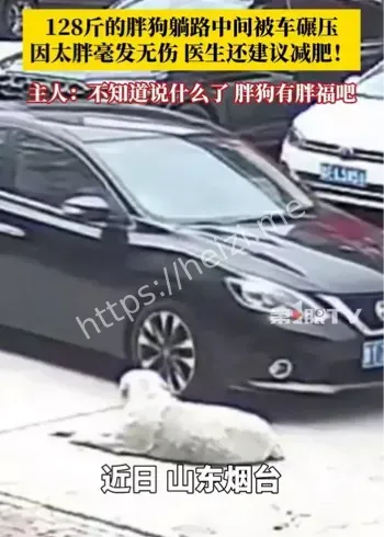 128斤胖狗被车碾压毫发无损